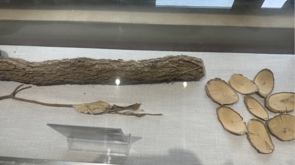 图片肿瘤藤 肿瘤美-47